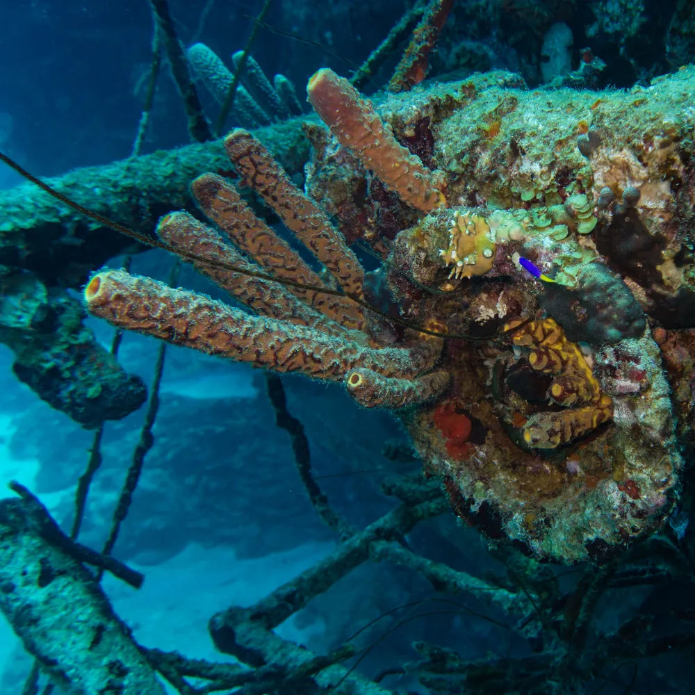 schip duiken bonaire