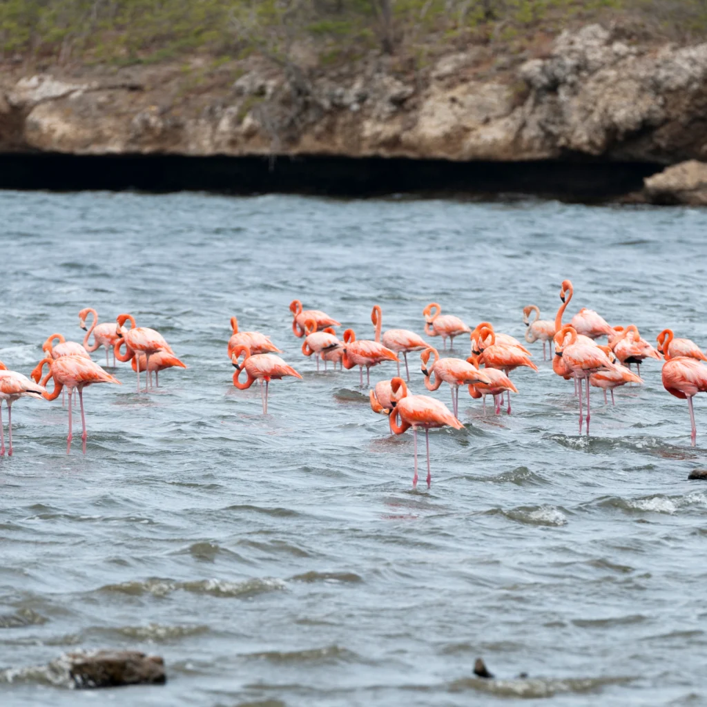 flamingo sactuary pekelmeer bonaire