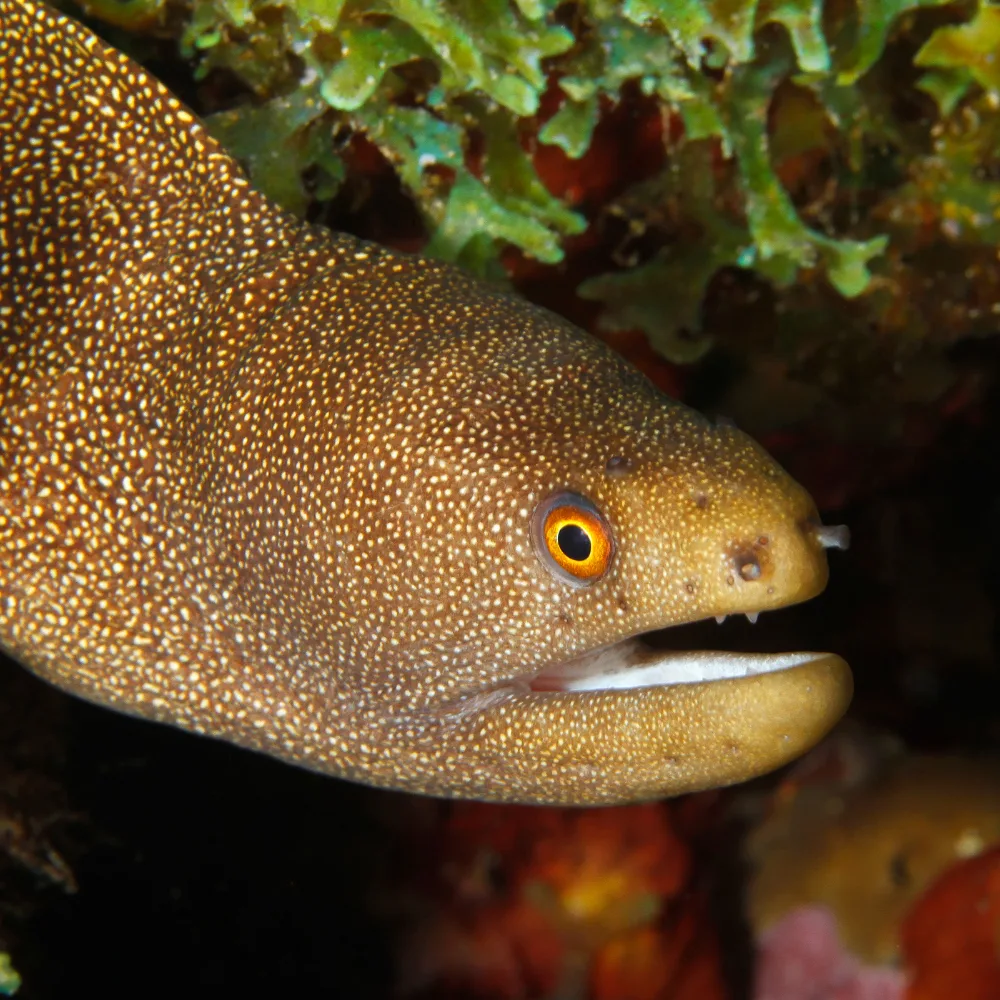 Aal tijdens duiken bonaire
