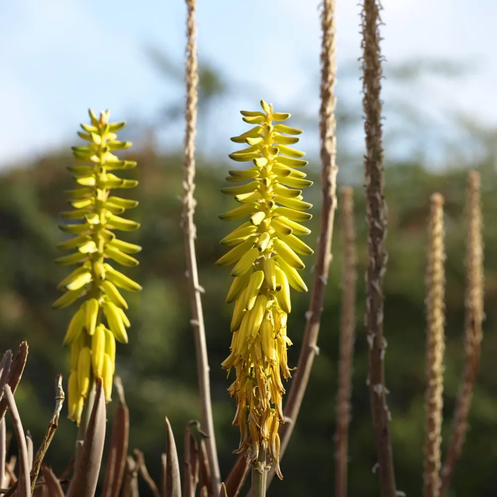 aloe vera bonaire