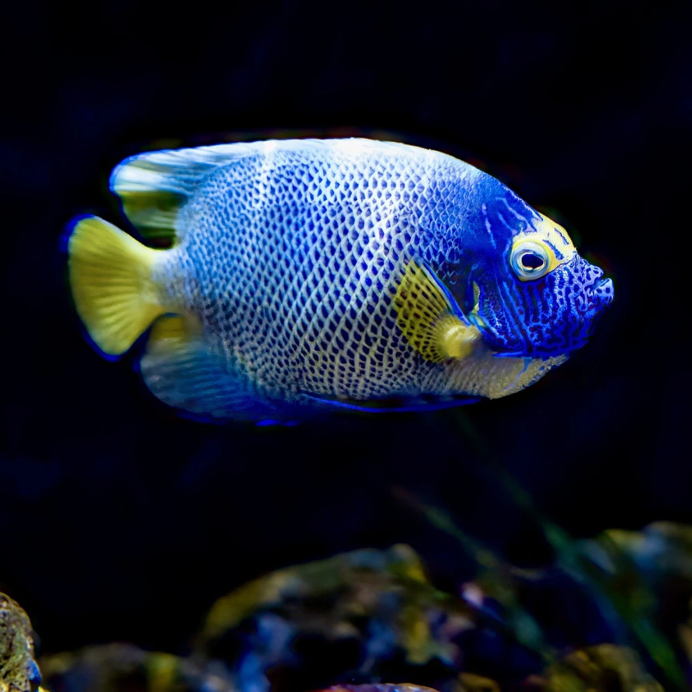 engel vis in de zee bij bonaire een van de vele vissen van Bonaire