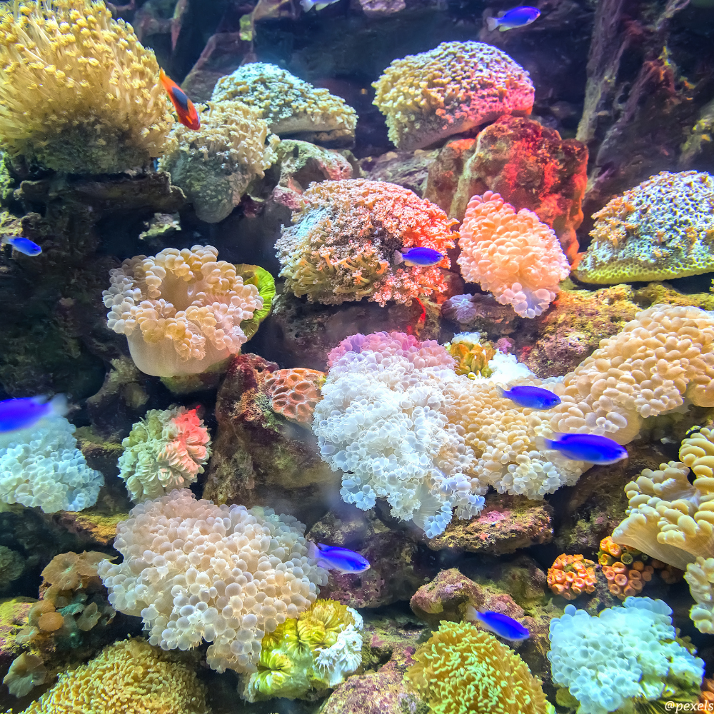 Bari Reef Bonaire snorkelen