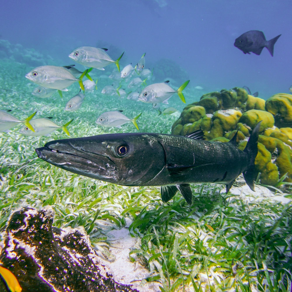 barracuda een van de vele vissen van Bonaire