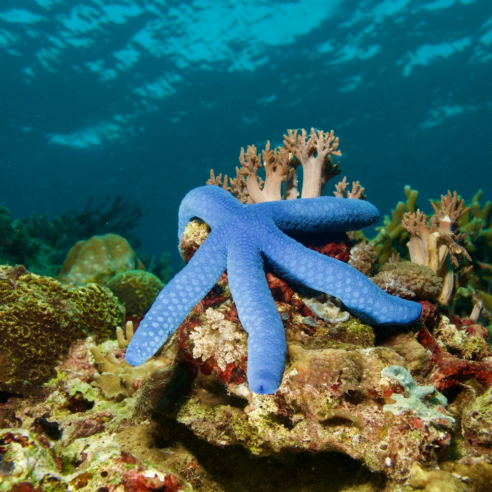 Star Fish Bonaire