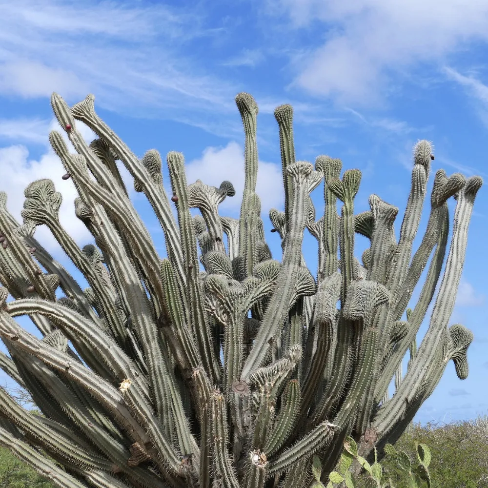 cactus on golfcourse
