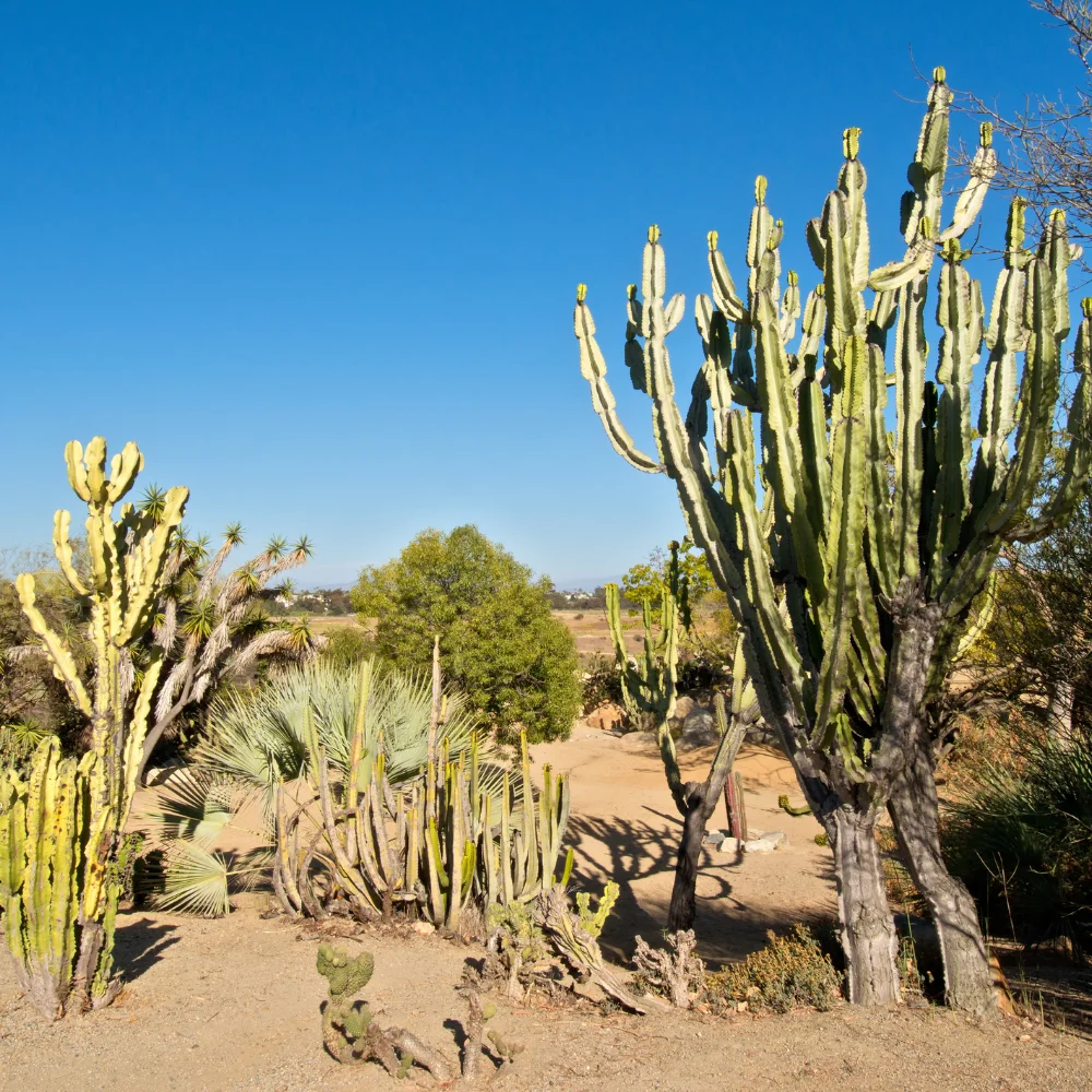 natuur golfbaan bonaire