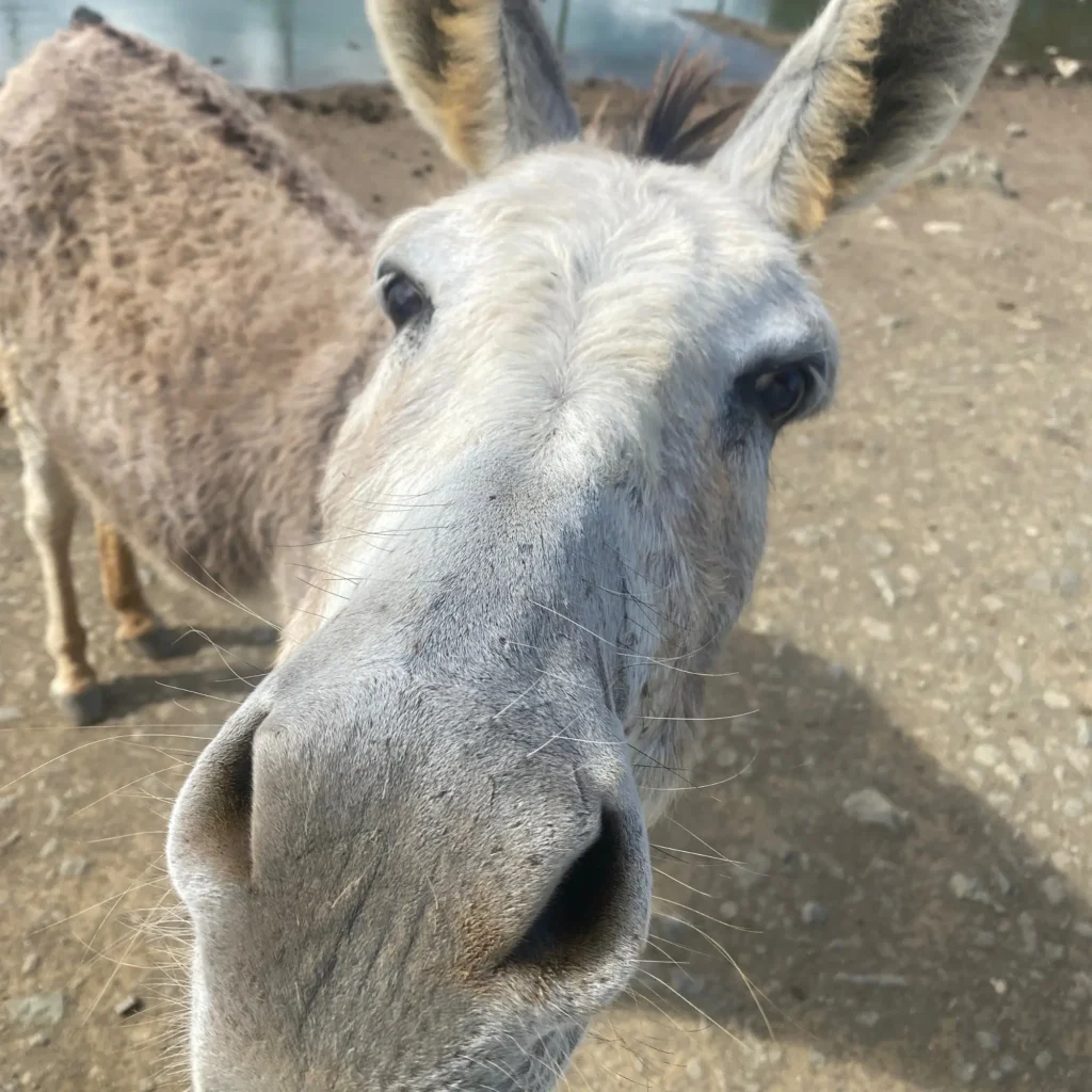 Donkey Sanctuary Bonaire