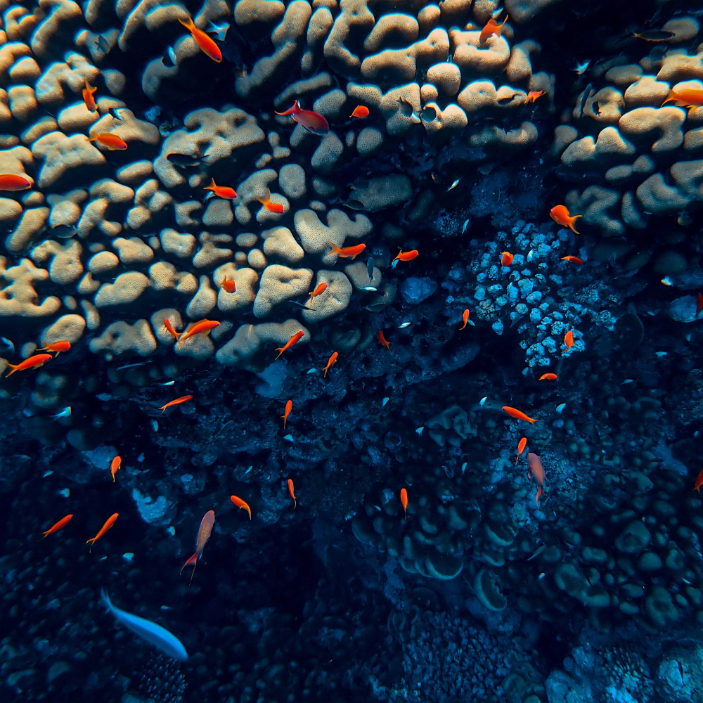 Orange fish