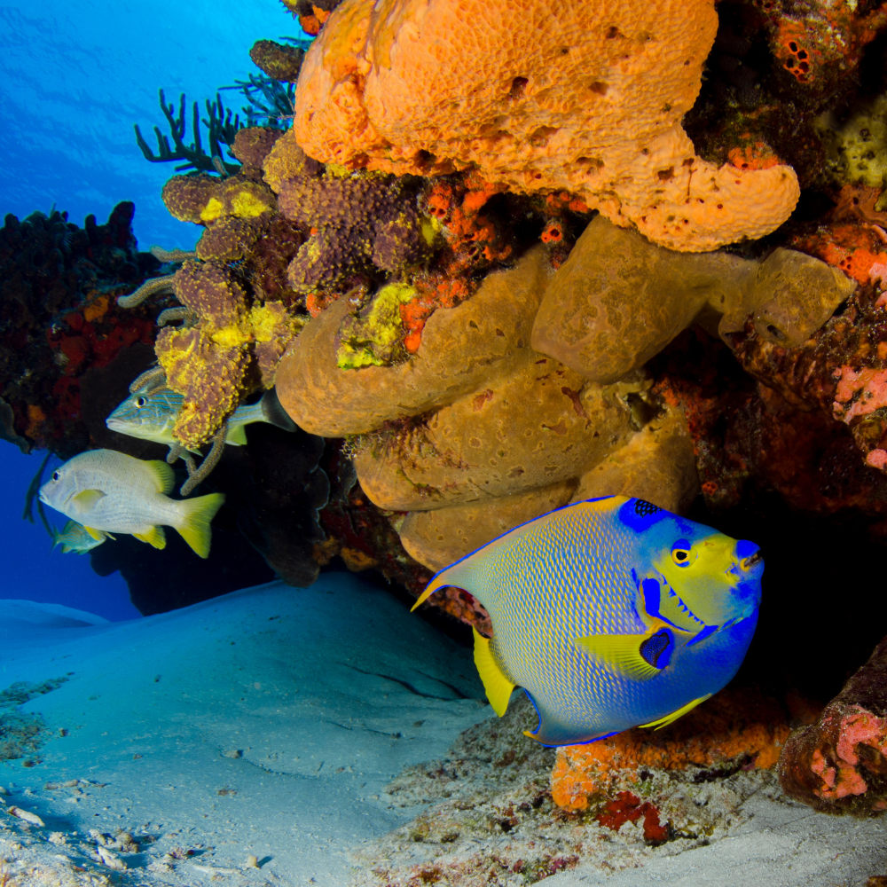 Angel Fish Bonaire