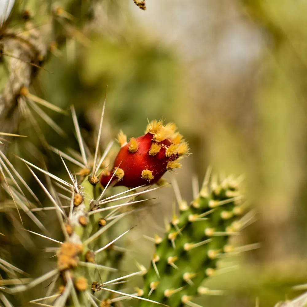 cactus flower on golf course