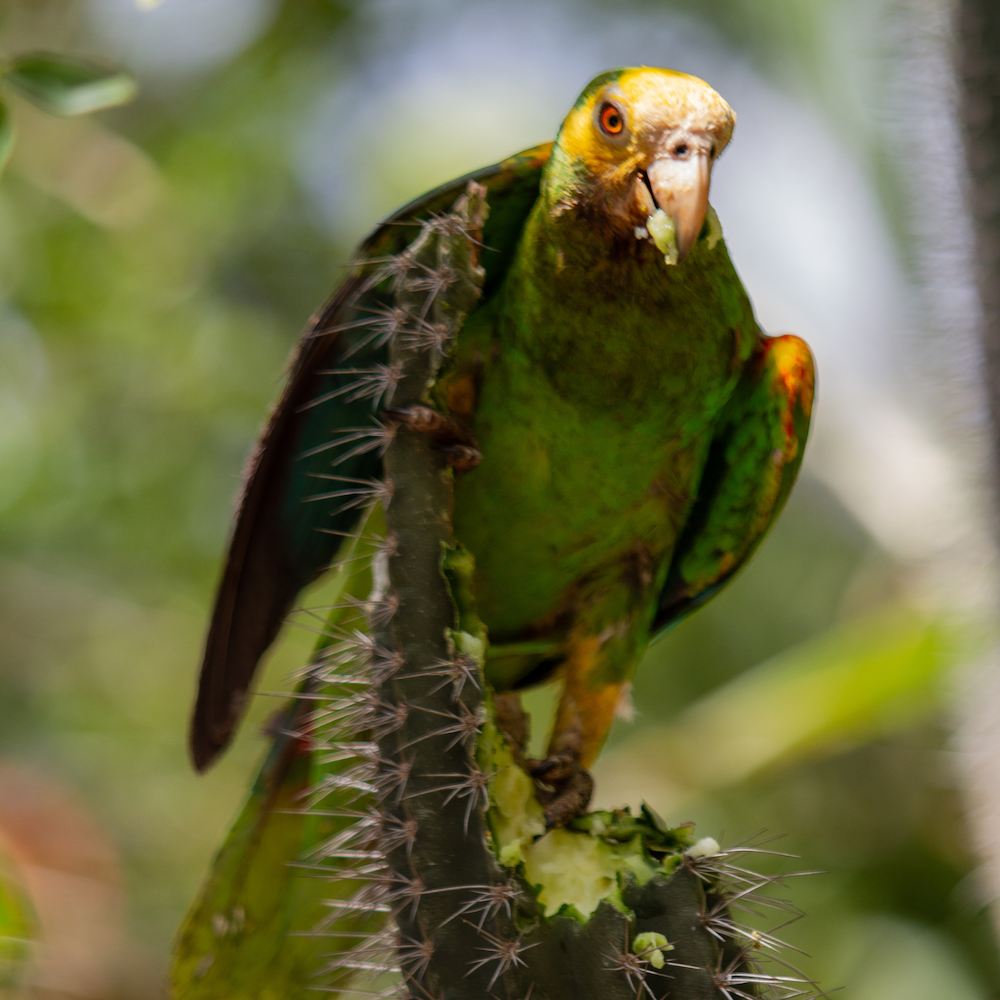gele schouder papegaai Bonaire