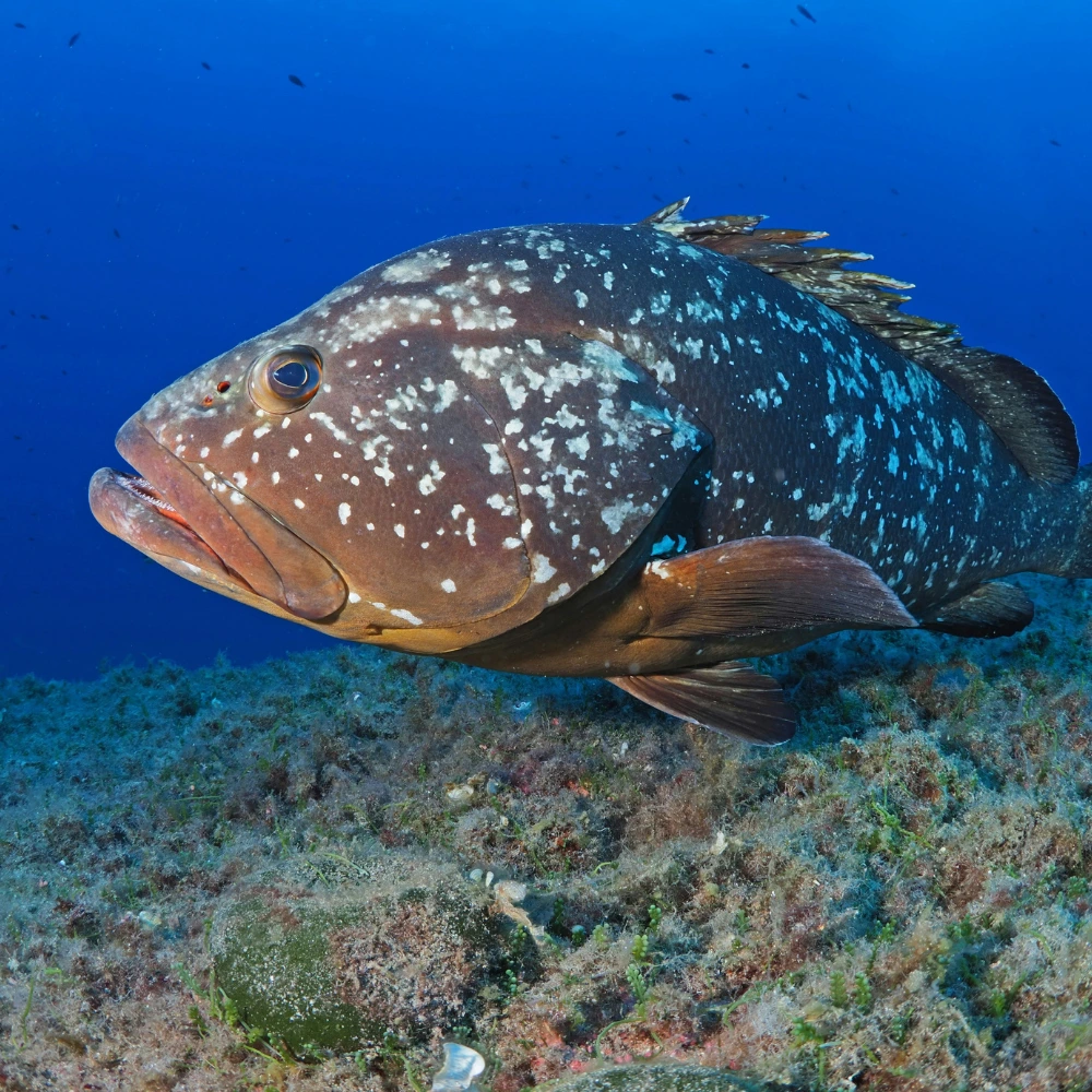 Groupers zijn een van de vele vissen van Bonaire