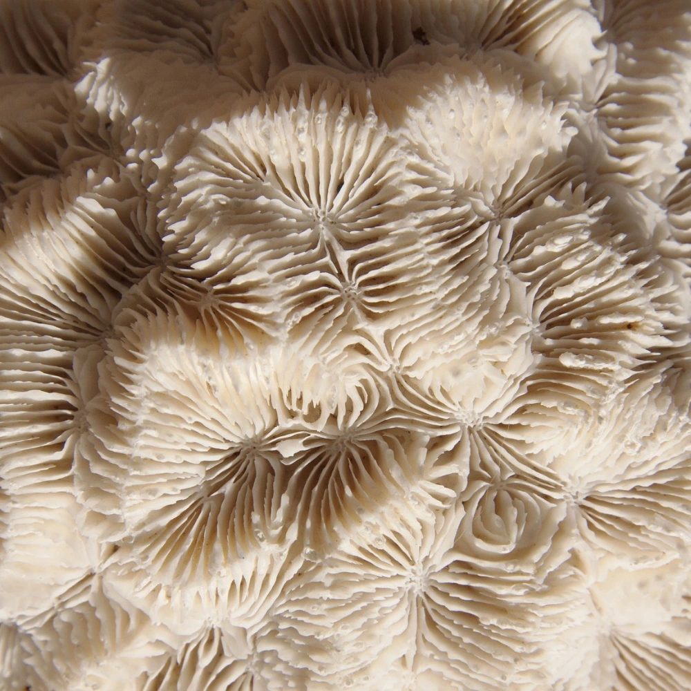 hersen koraal bij bonaire