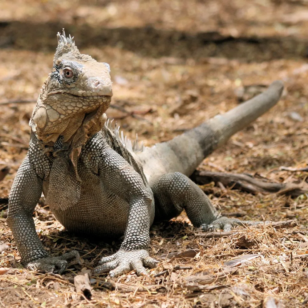iguana on golf course