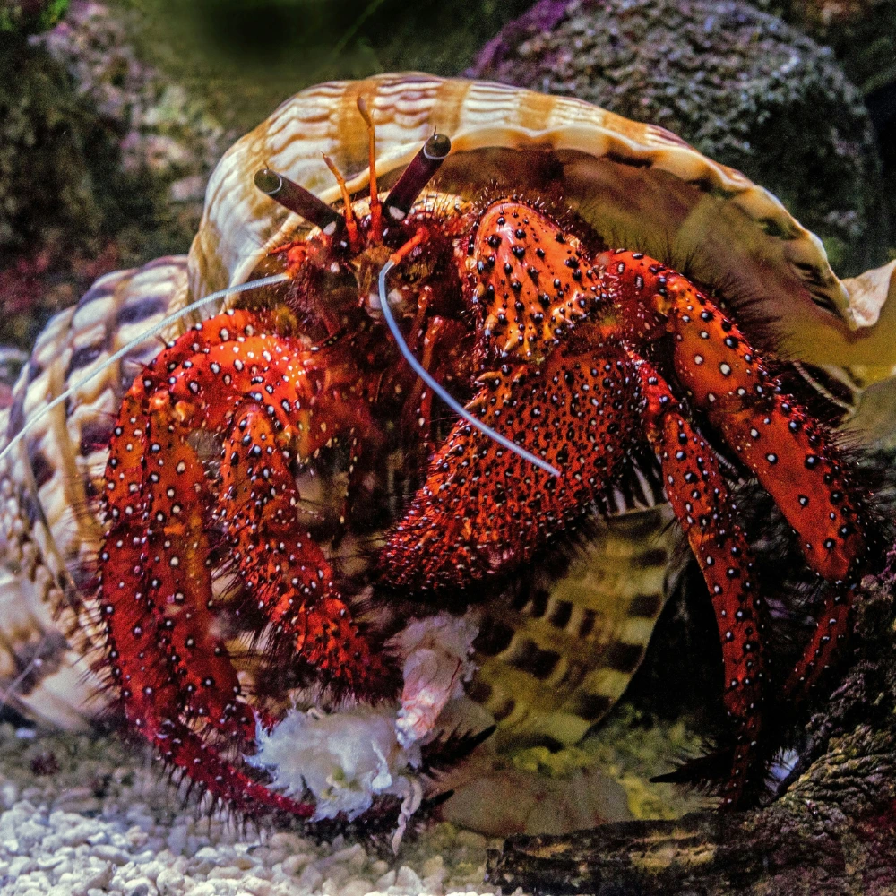 kreeft voor de kust bonaire zeeleven van Bonaire