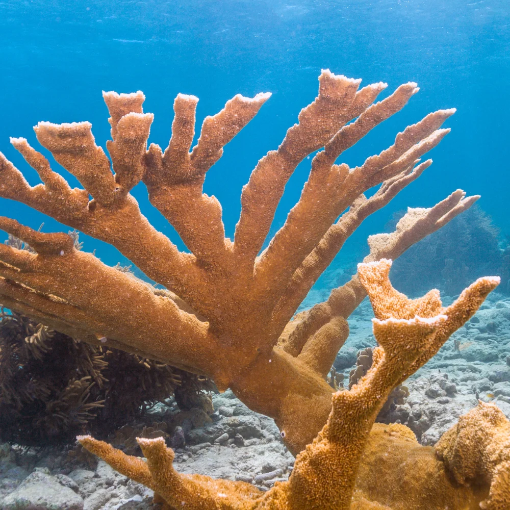 Koraal Bonaire duiken 