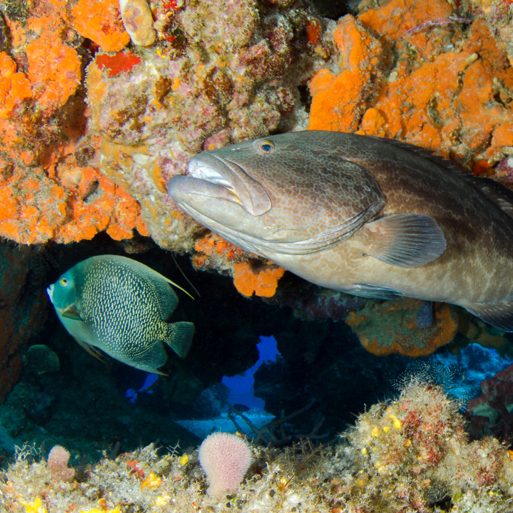 Grouper bonaire