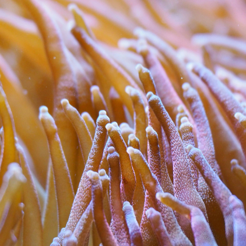 leather koraal duiken bonaire