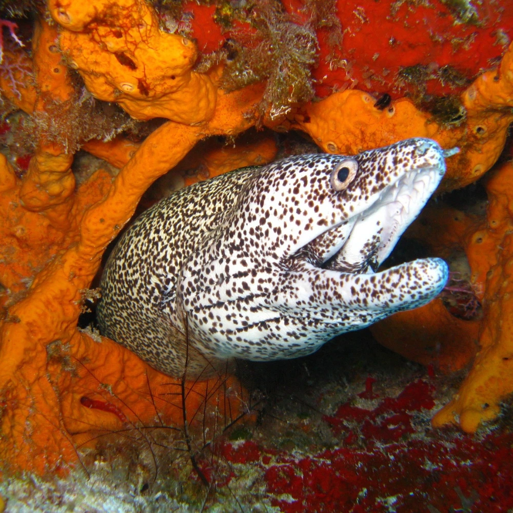 murenen caribische zee bonaire