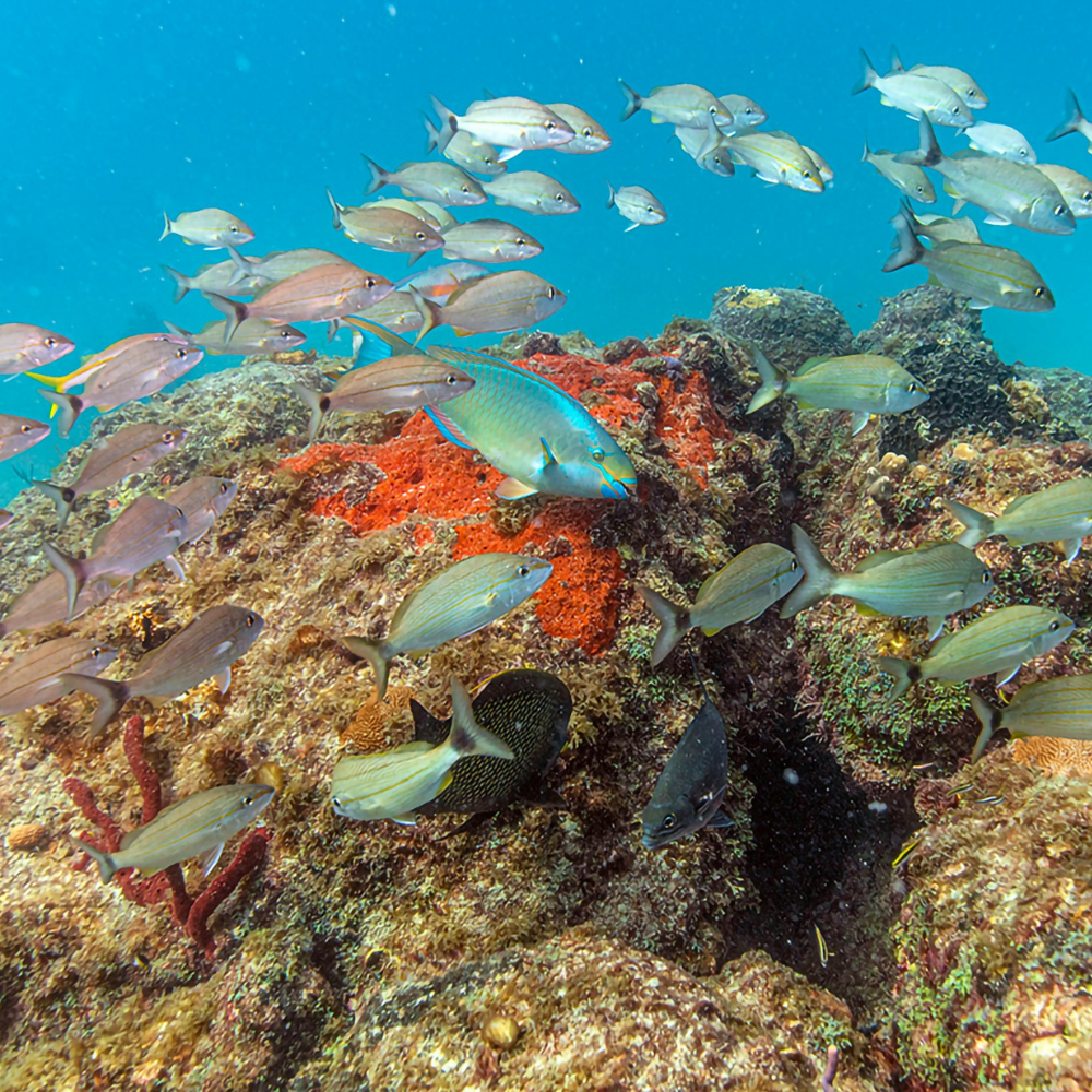 papegaai vissen van Bonaire een van de vele vissen van Bonaire