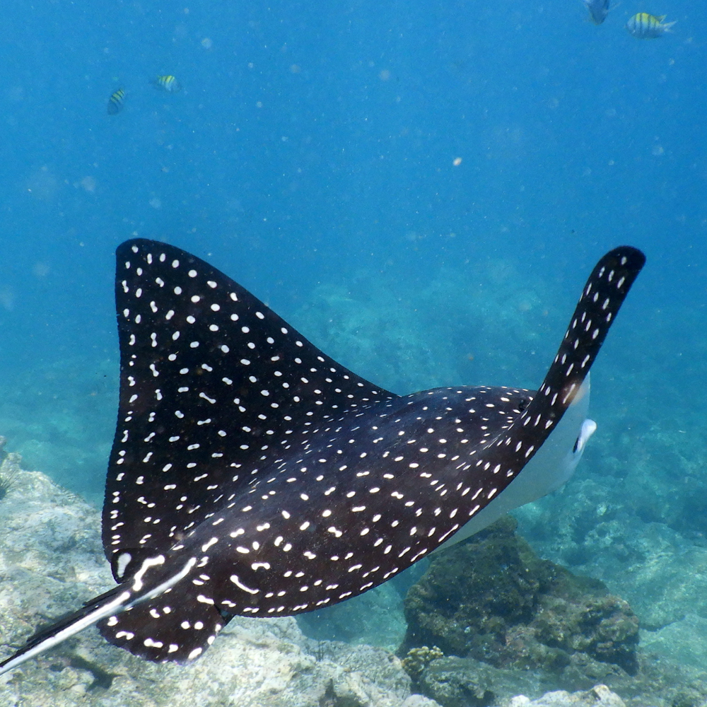 Ray Bonaire