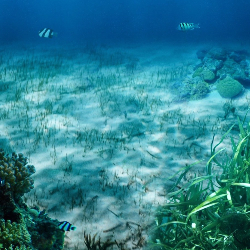 schildpad gras bonaire met vissen van bonaire