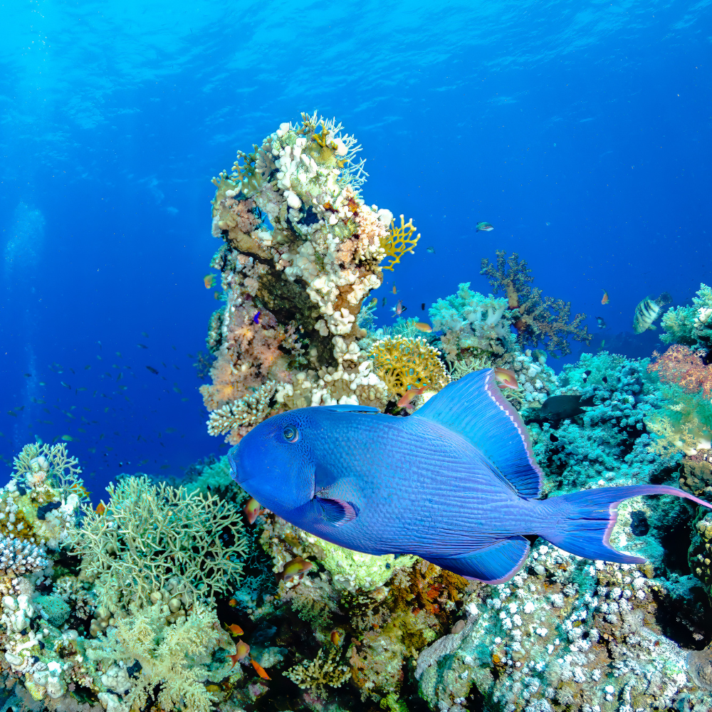 Blue fish bonaire