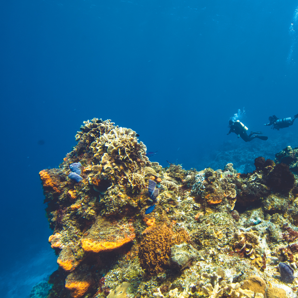 koral diving scuba