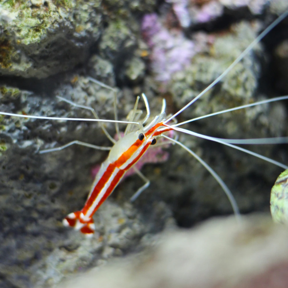 garnaal bonaire kralendijk
