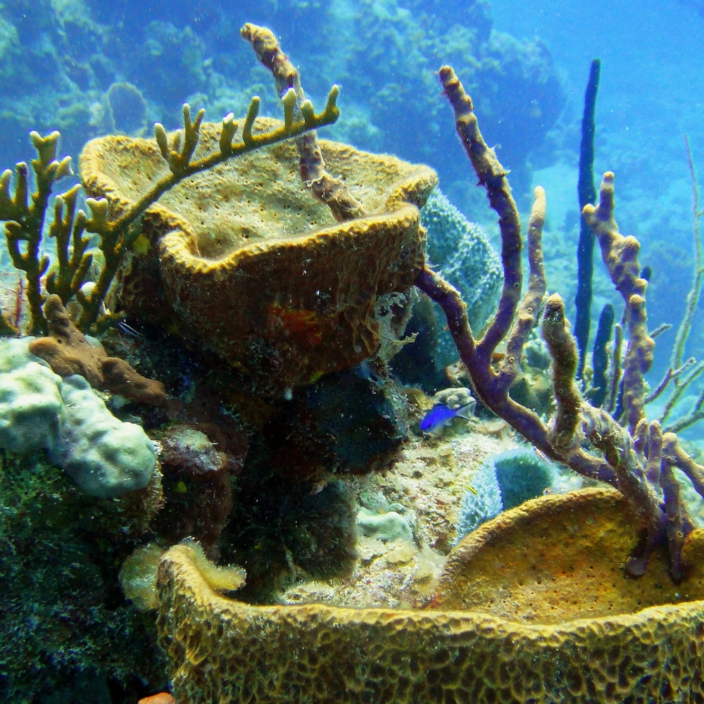 sponsen voor de kust van bonaire